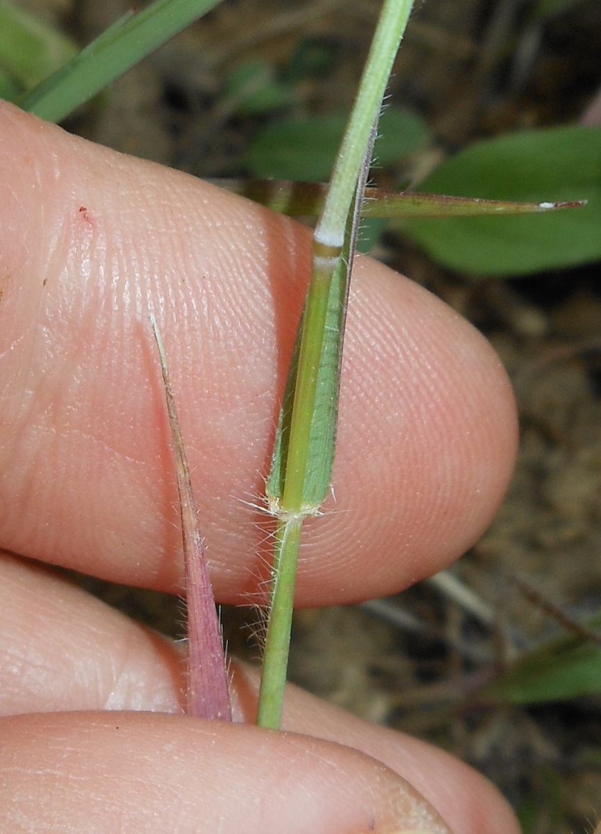 Triticum neglectum / Egilope negletta